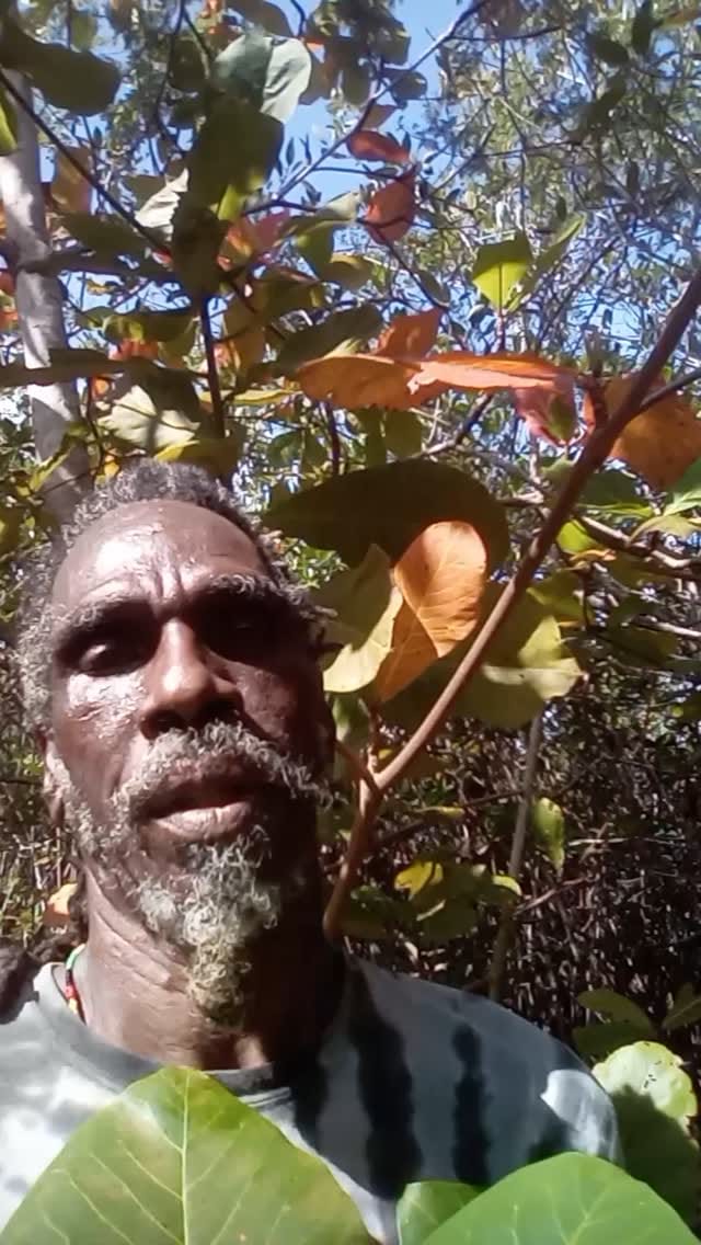 Post 3 by Alkaline Rainforest Herbs® on Instagram (video)