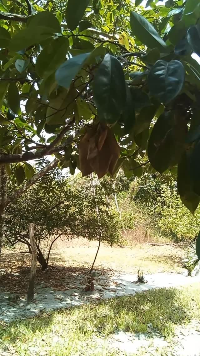 Post 7 by Alkaline Rainforest Herbs® on Instagram (video)