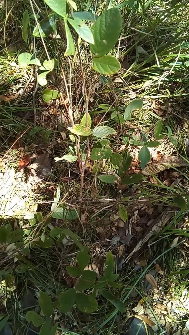 Post 4 by Alkaline Rainforest Herbs® on Instagram (video)