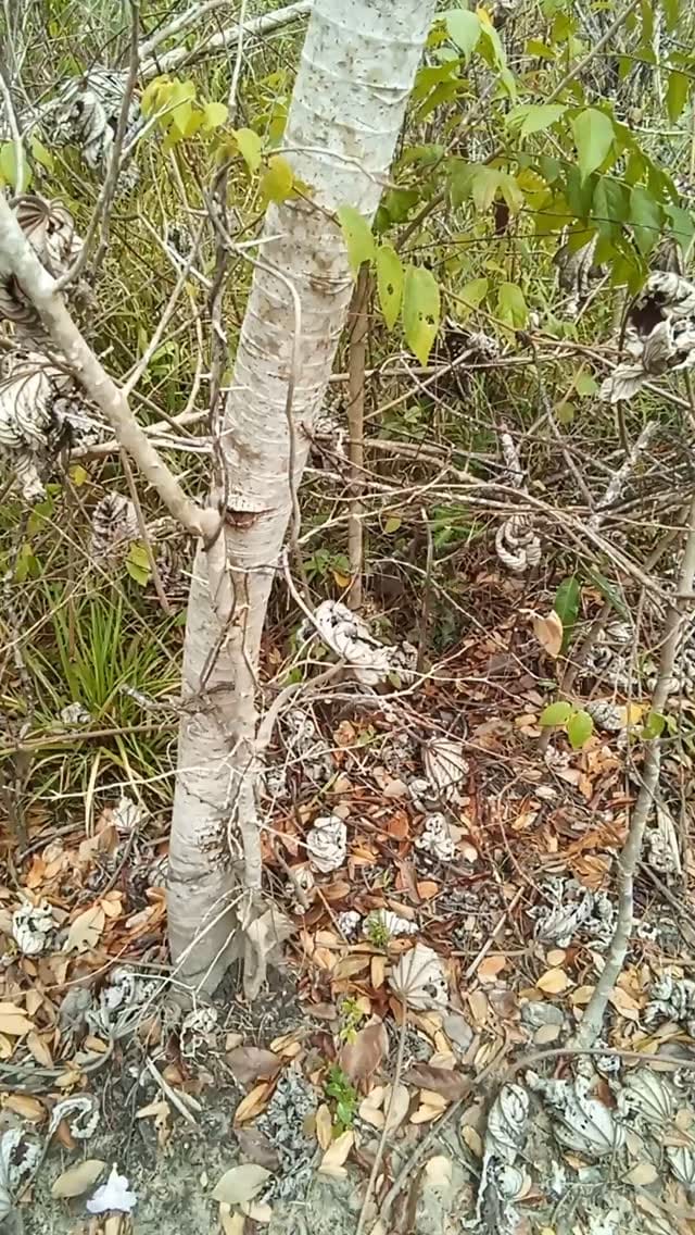Post 5 by Alkaline Rainforest Herbs® on Instagram (video)