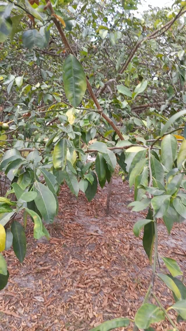 Post 6 by Alkaline Rainforest Herbs® on Instagram (video)