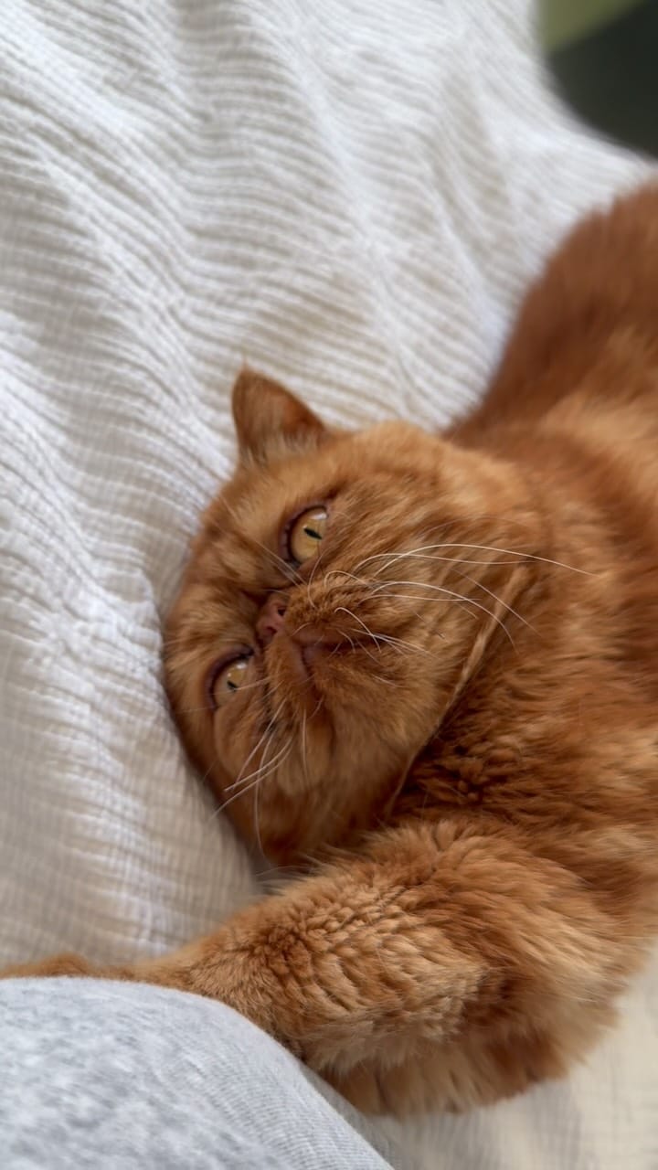 Post 1 by 🐾Cookie Dough🐾 on Instagram (video)