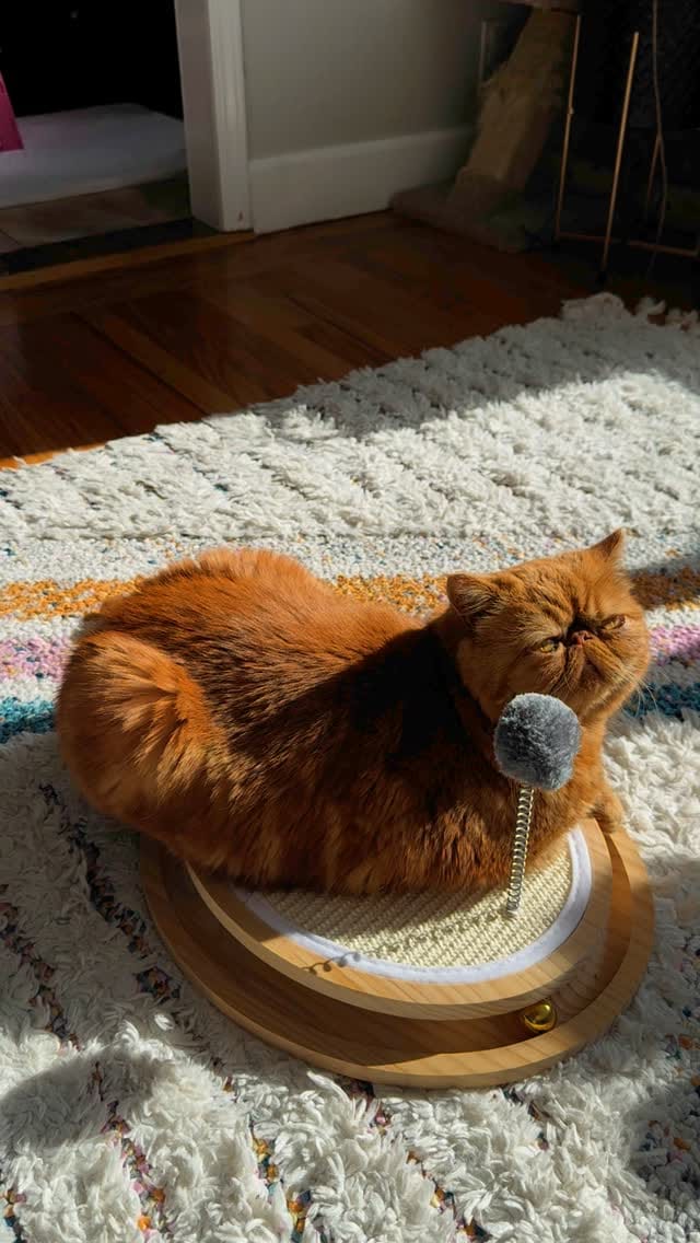 Post 6 by 🐾Cookie Dough🐾 on Instagram (video)