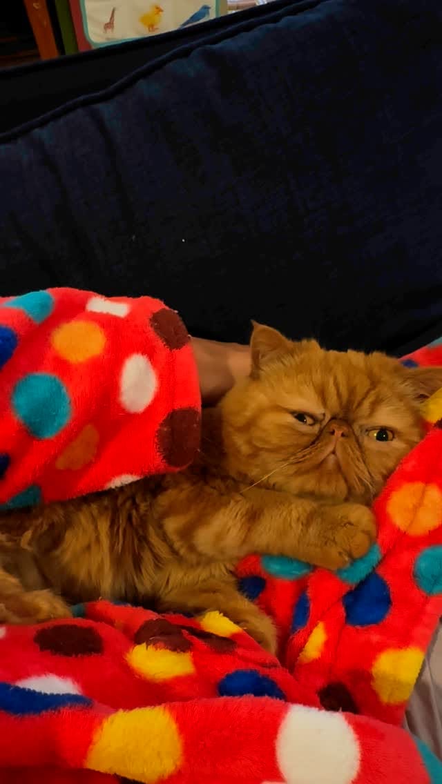 Post 5 by 🐾Cookie Dough🐾 on Instagram (video)