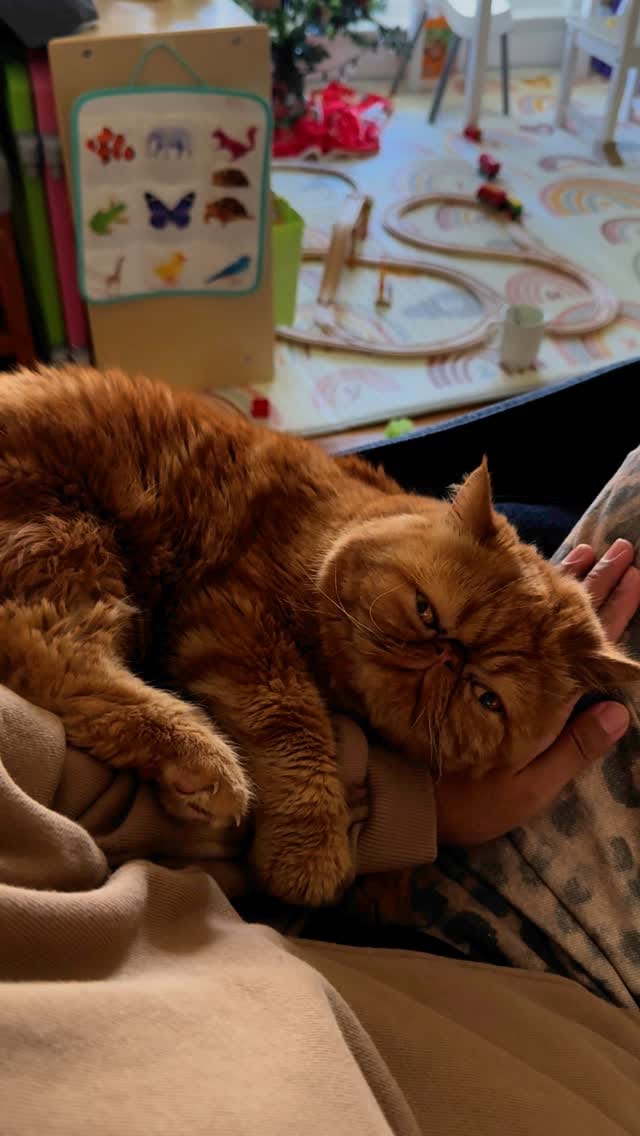 Post 8 by 🐾Cookie Dough🐾 on Instagram (video)