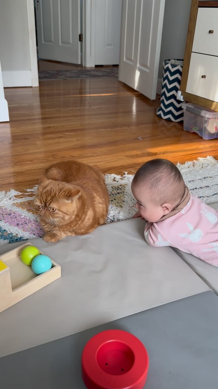 Post 3 by 🐾Cookie Dough🐾 on Instagram (video)