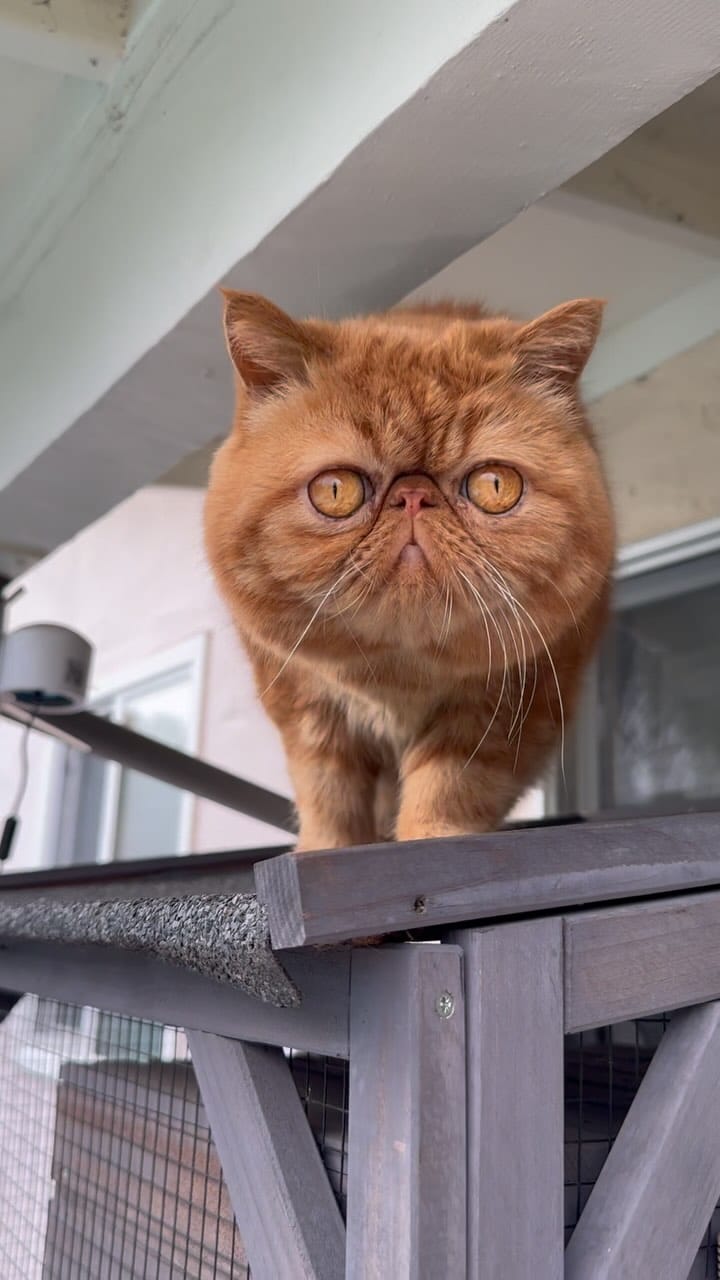 Post 4 by 🐾Cookie Dough🐾 on Instagram (video)