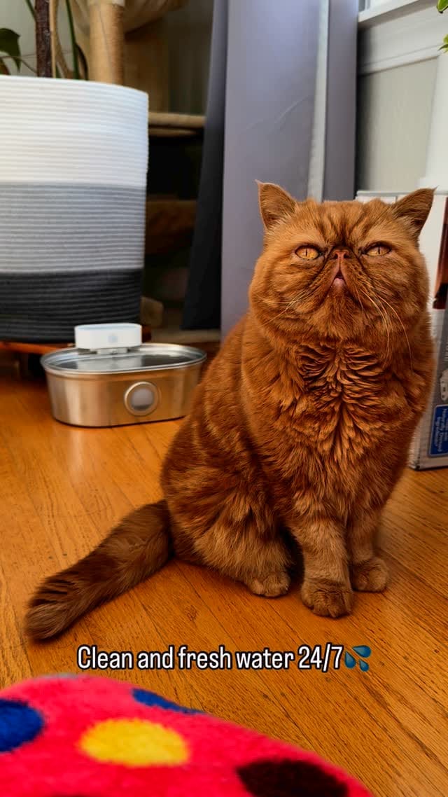 Post 10 by 🐾Cookie Dough🐾 on Instagram (video)