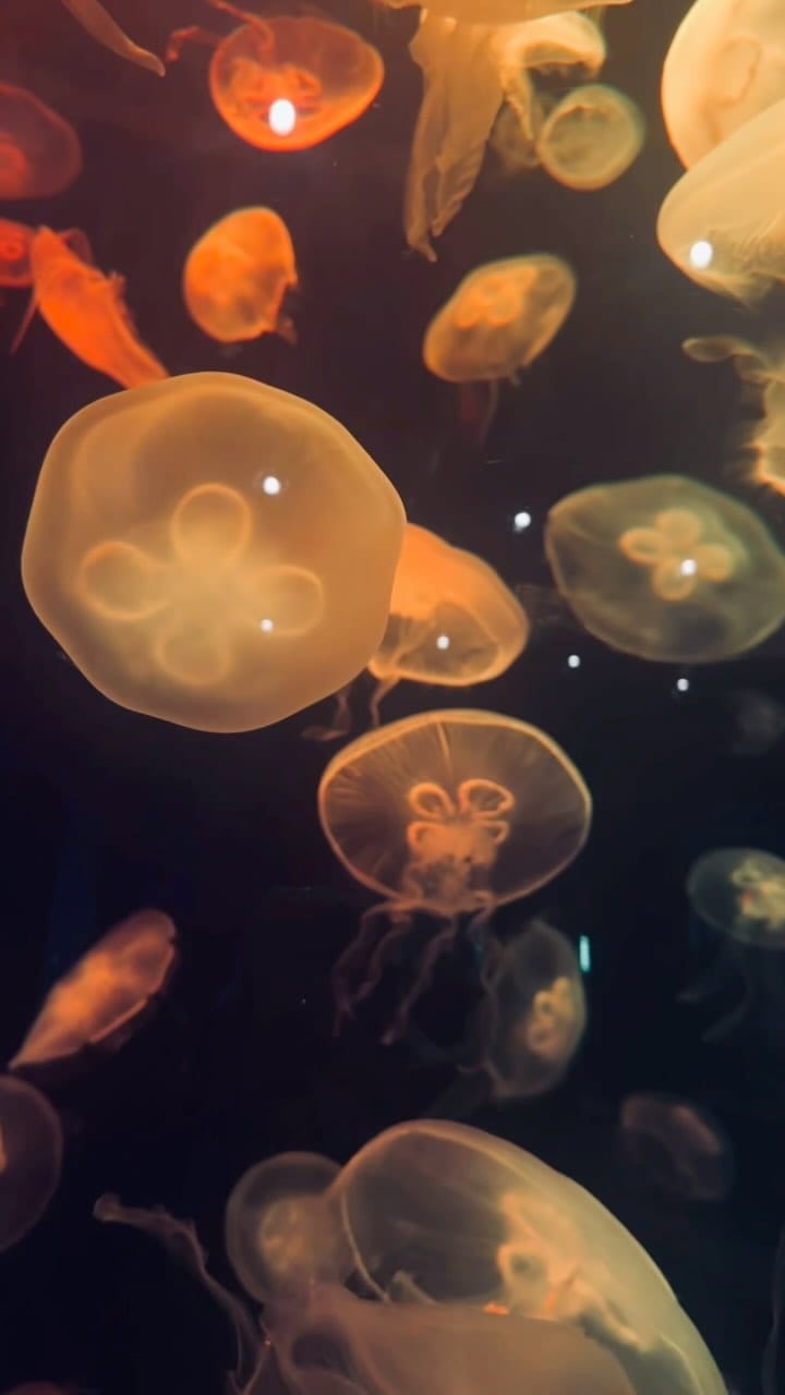 Post 2 by VERA | all is energy ✨ on Instagram (video)
