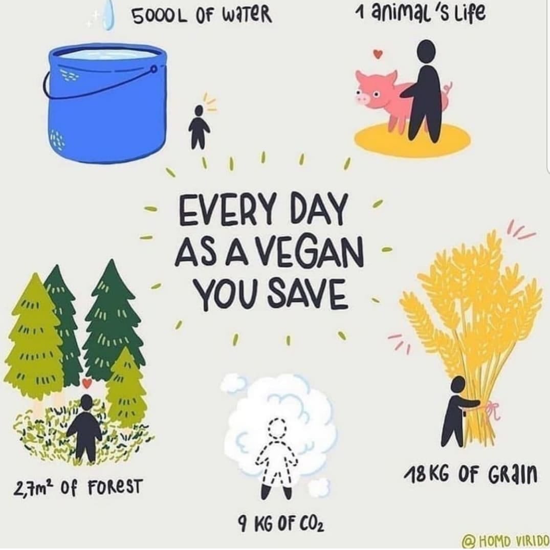 Post 2 by Address Chic: Vegan Lifestyle on Instagram (image)