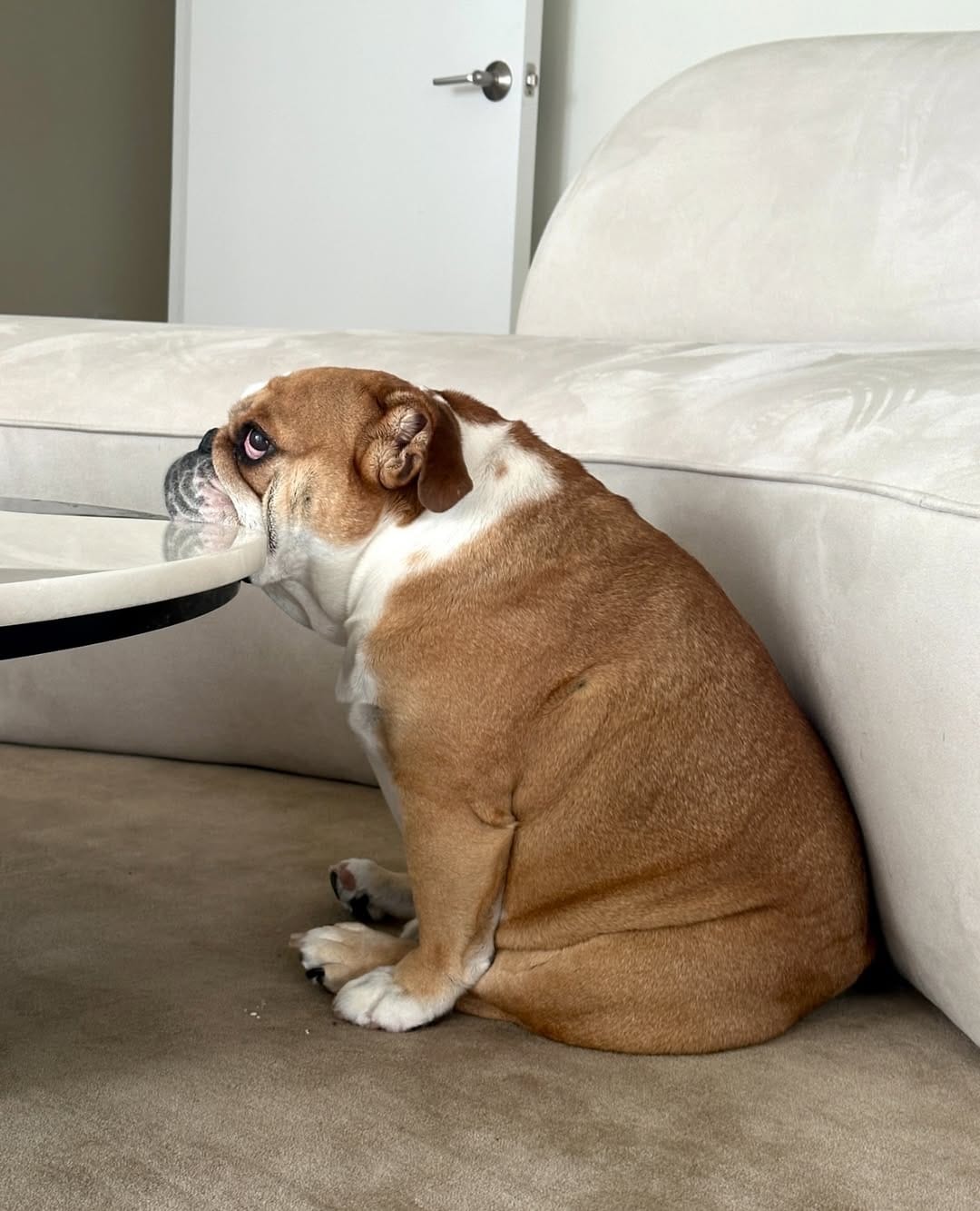 Post 2 by Pepperoni the Bulldog on Instagram (image)