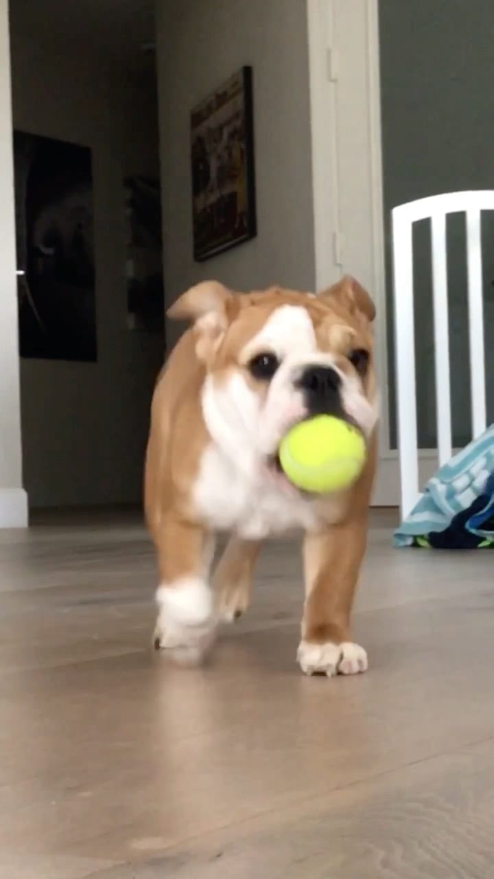 Post 10 by Pepperoni the Bulldog on Instagram (video)