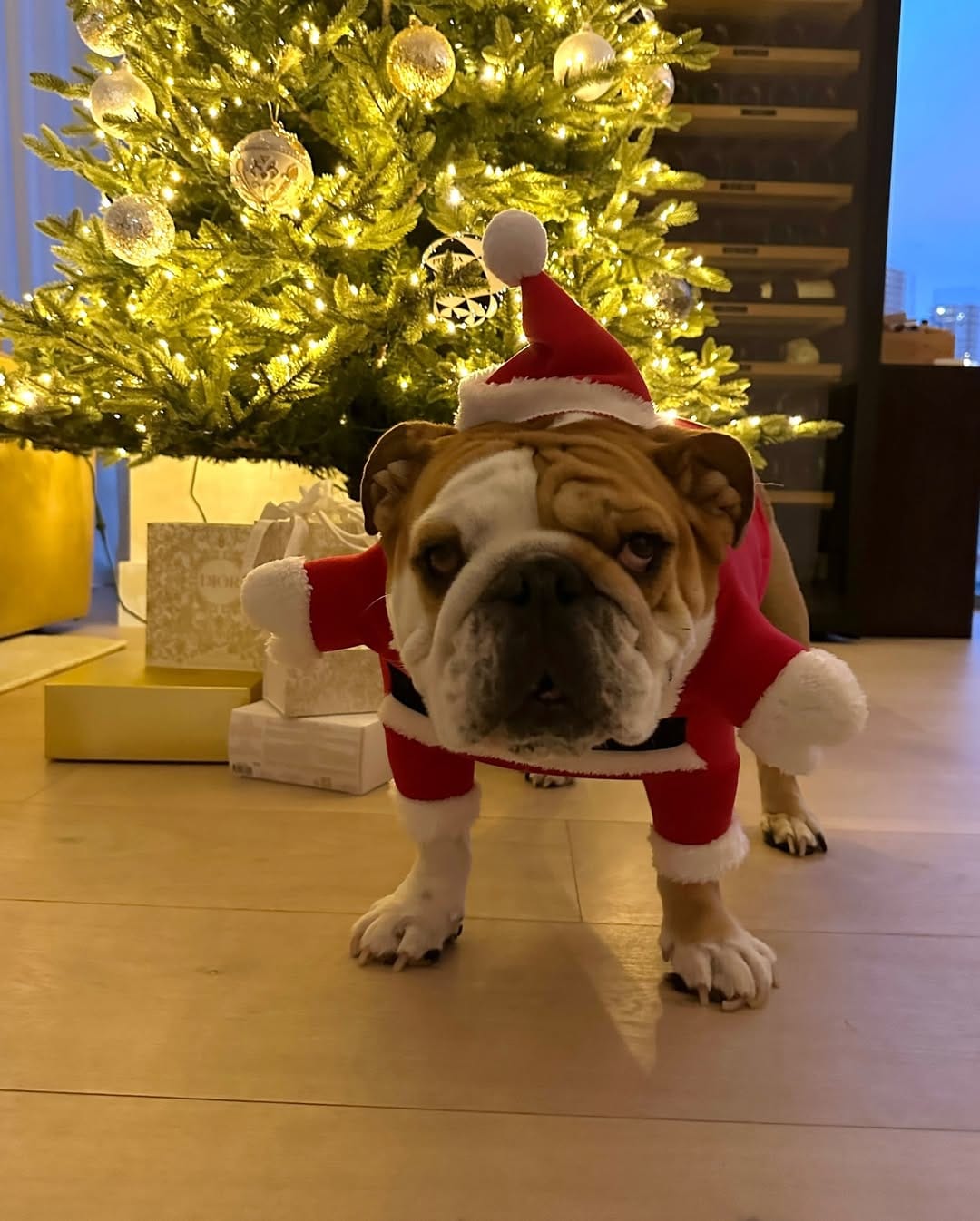 Post 3 by Pepperoni the Bulldog on Instagram (image)