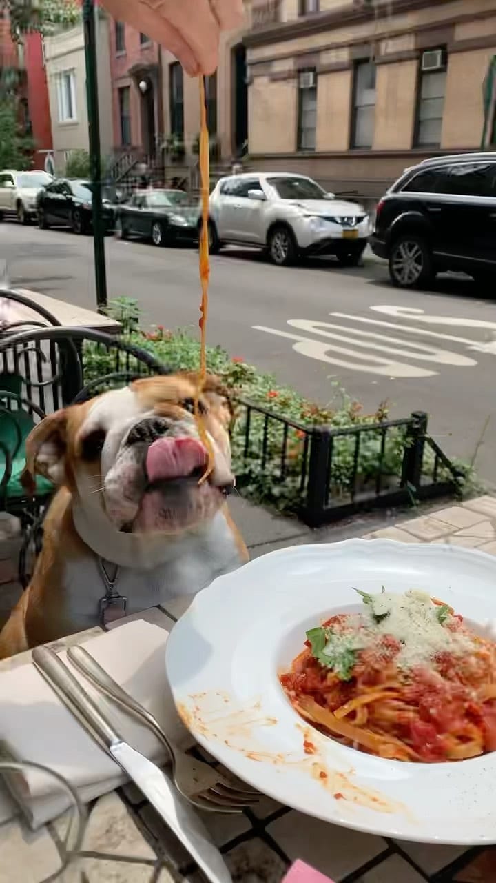 Post 8 by Pepperoni the Bulldog on Instagram (video)