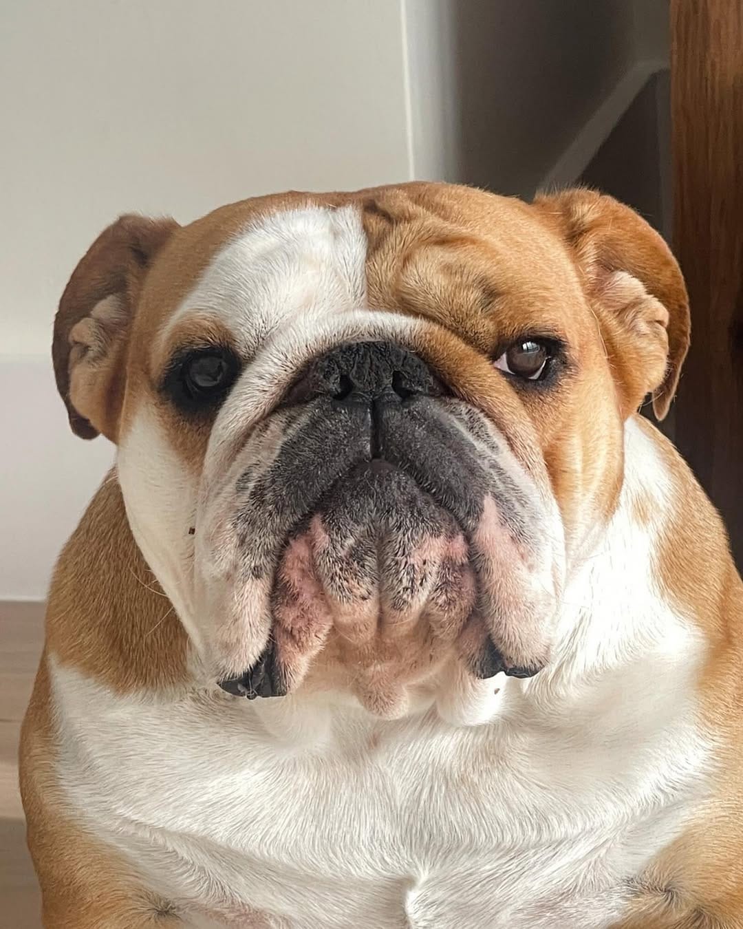 Post 5 by Pepperoni the Bulldog on Instagram (carousel)