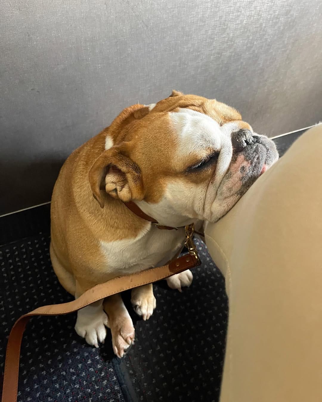 Post 7 by Pepperoni the Bulldog on Instagram (image)