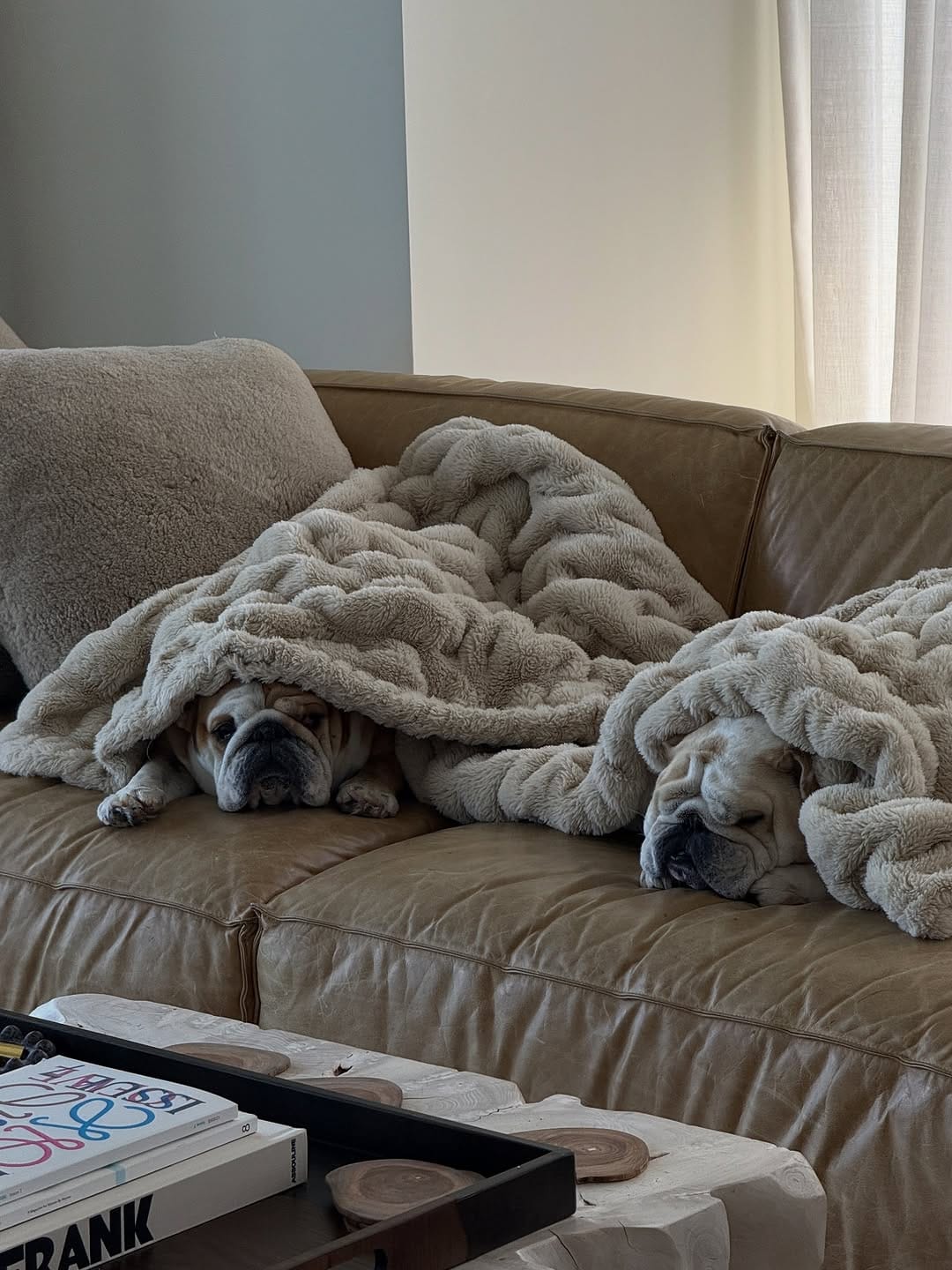 Post 1 by Pepperoni the Bulldog on Instagram (image)