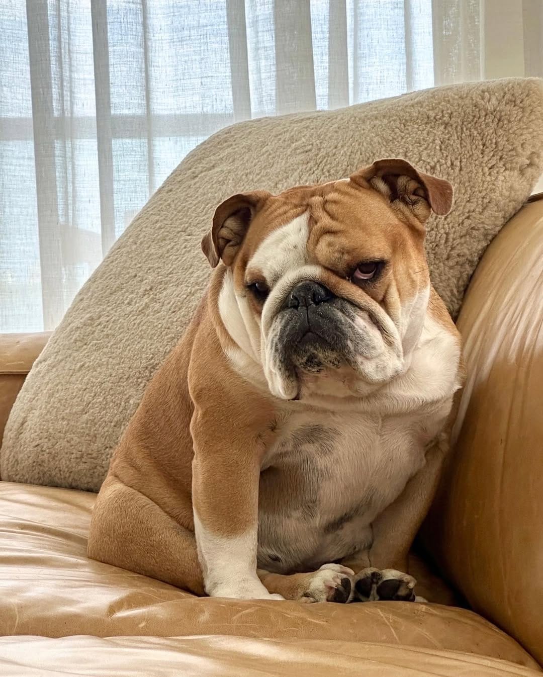 Post 4 by Pepperoni the Bulldog on Instagram (carousel)