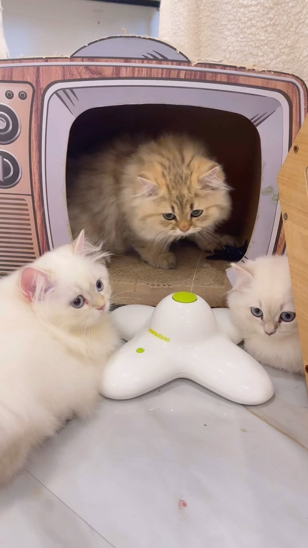 Post 10 by Bina Maison on Instagram (video)