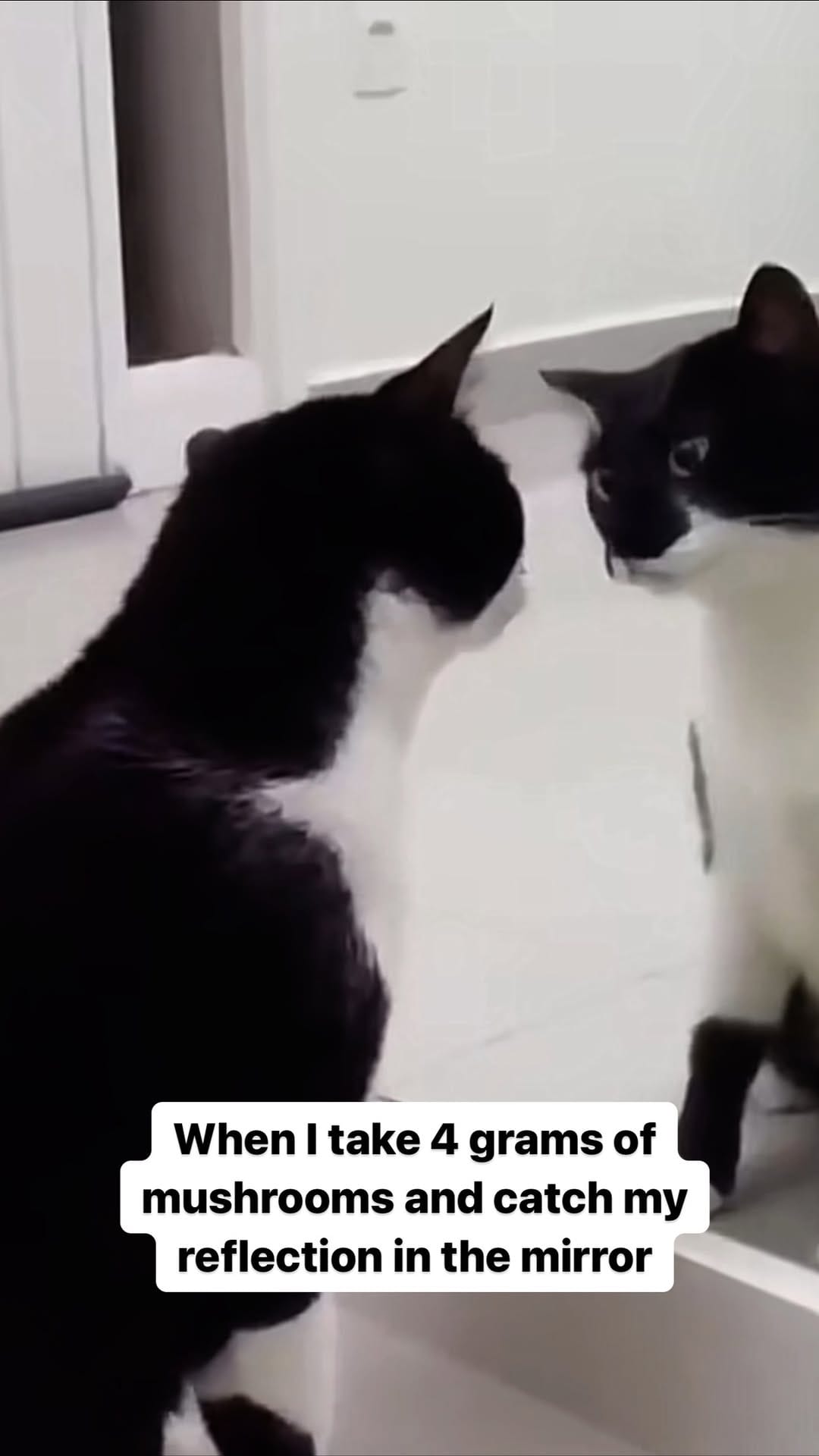 Post 10 by Celeste McQueen on Instagram (video)
