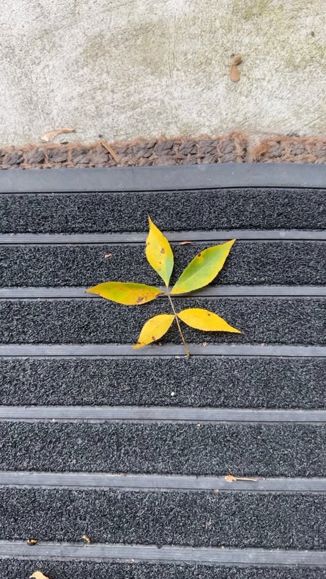 Post 10 by Yeganeh Rezaian يگانه رضائيان on Instagram (video)