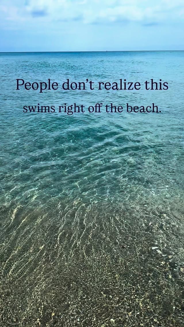 Post 3 by Ocean Bethany 🐬 on Instagram (video)