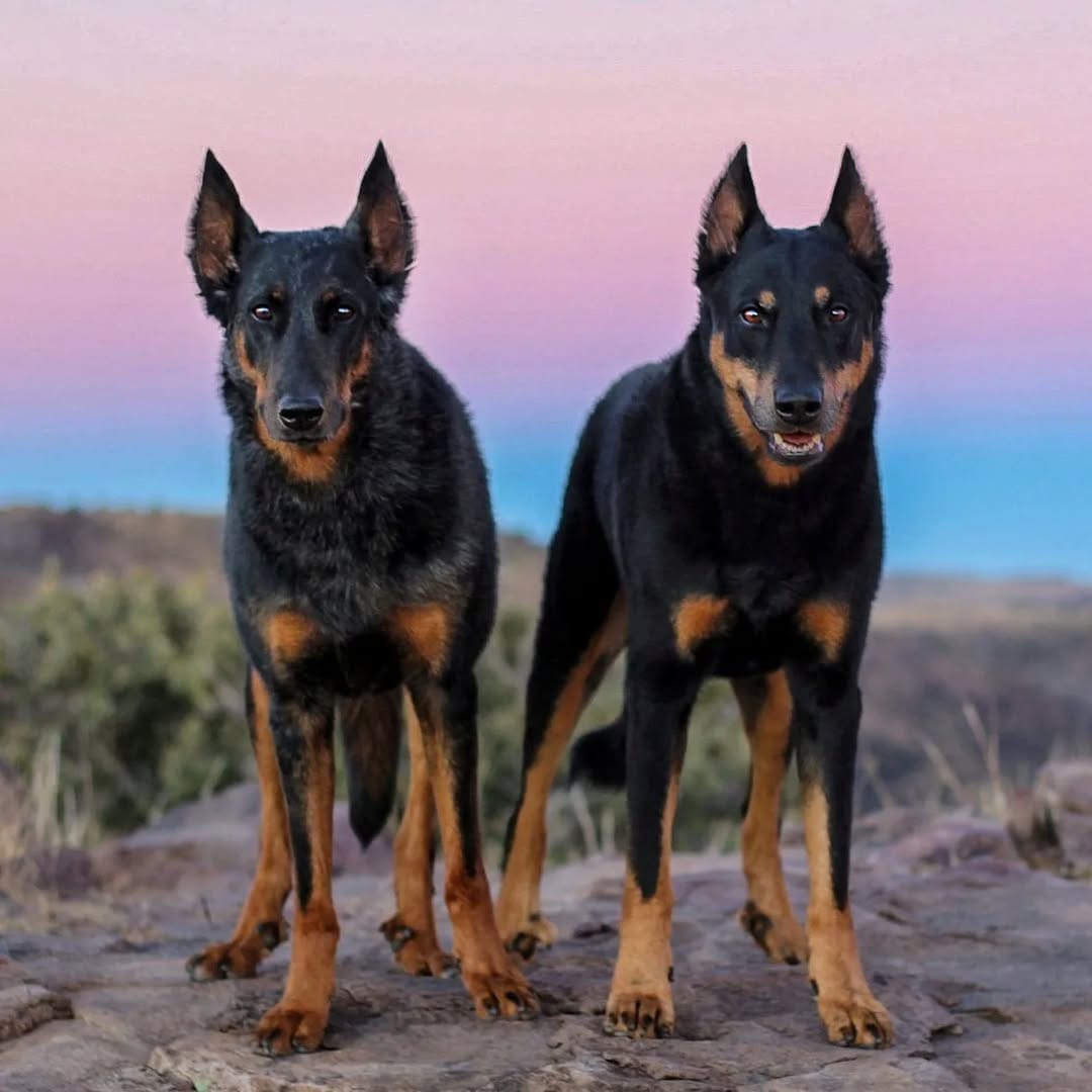 Post 10 by Luna & Río 🐾Beauceron & Mudi  📍San Antonio, Texas on Instagram (image)