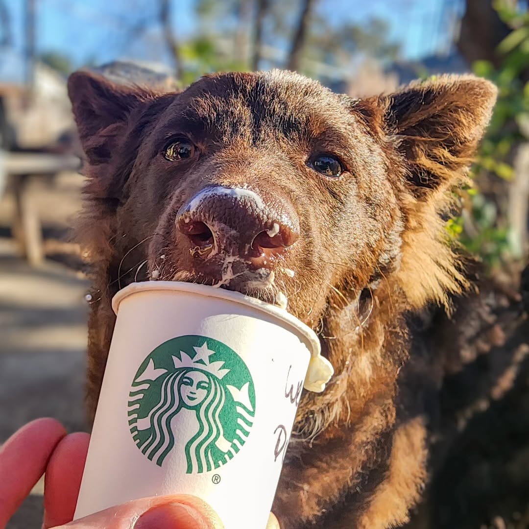 Post 1 by Luna & Río 🐾Beauceron & Mudi  📍San Antonio, Texas on Instagram (image)