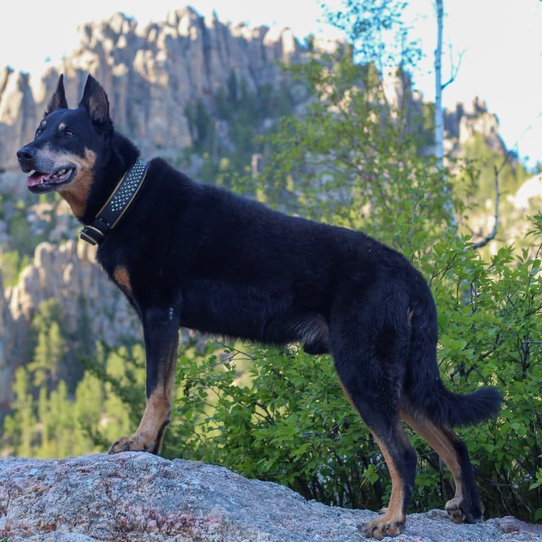 Post 9 by Luna & Río 🐾Beauceron & Mudi  📍San Antonio, Texas on Instagram (carousel)