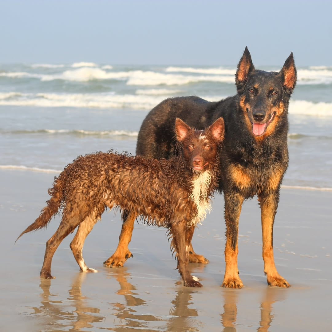 Post 4 by Luna & Río 🐾Beauceron & Mudi  📍San Antonio, Texas on Instagram (carousel)