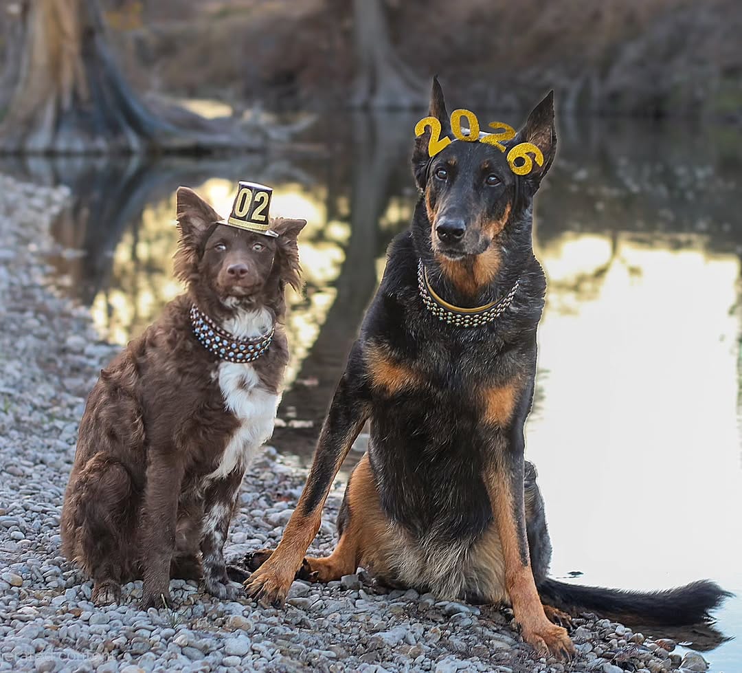 Post 6 by Luna & Río 🐾Beauceron & Mudi  📍San Antonio, Texas on Instagram (image)