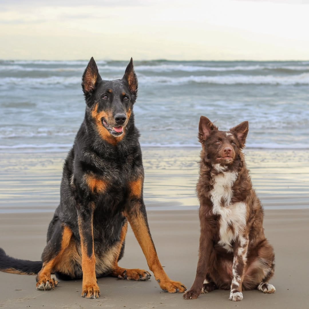 Post 2 by Luna & Río 🐾Beauceron & Mudi  📍San Antonio, Texas on Instagram (carousel)