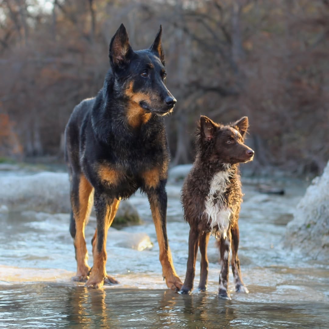 Post 7 by Luna & Río 🐾Beauceron & Mudi  📍San Antonio, Texas on Instagram (carousel)