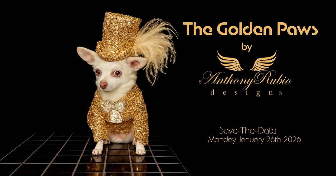Post 3 by Bogie and Kimba - Chihuahuas on Instagram (image)