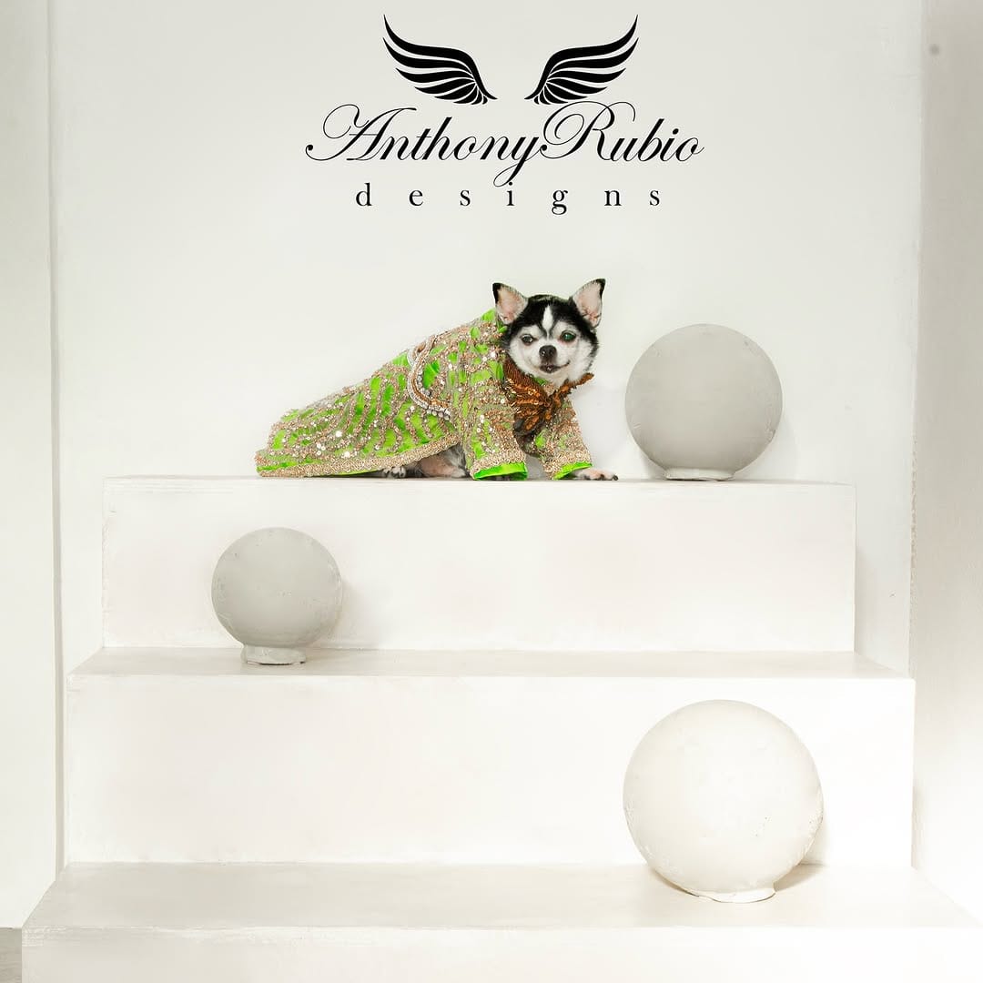 Post 8 by Bogie and Kimba - Chihuahuas on Instagram (image)
