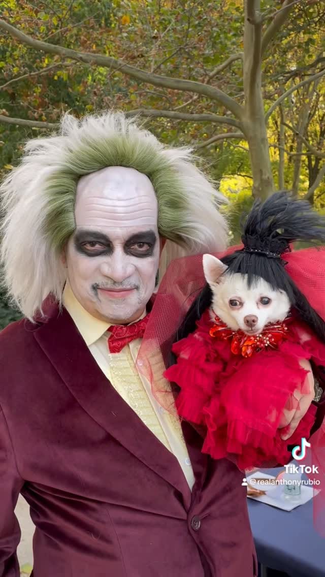 Post 9 by Bogie and Kimba - Chihuahuas on Instagram (video)