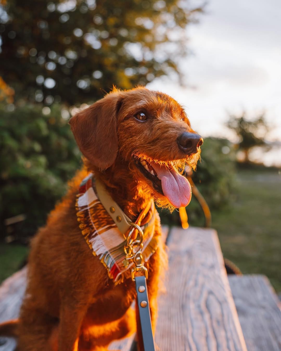 Post 5 by ᨏ  𝙘𝙡𝙚𝙤   ᨏ ∙ 🌲🍄 the small red dog on Instagram (image)