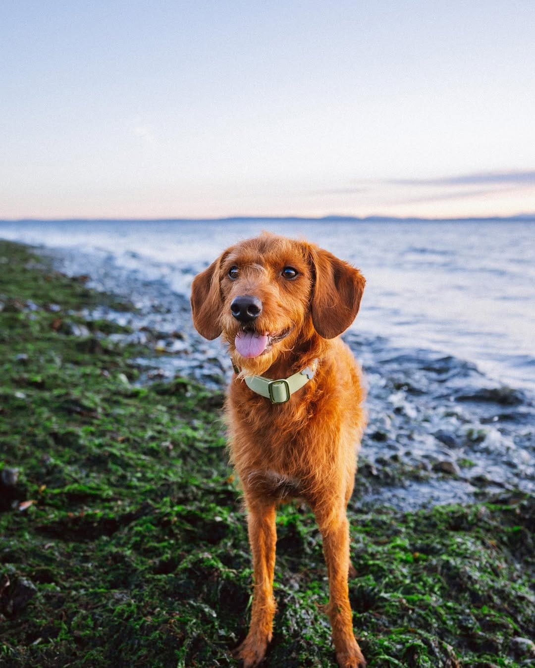 Post 1 by ᨏ  𝙘𝙡𝙚𝙤   ᨏ ∙ 🌲🍄 the small red dog on Instagram (image)
