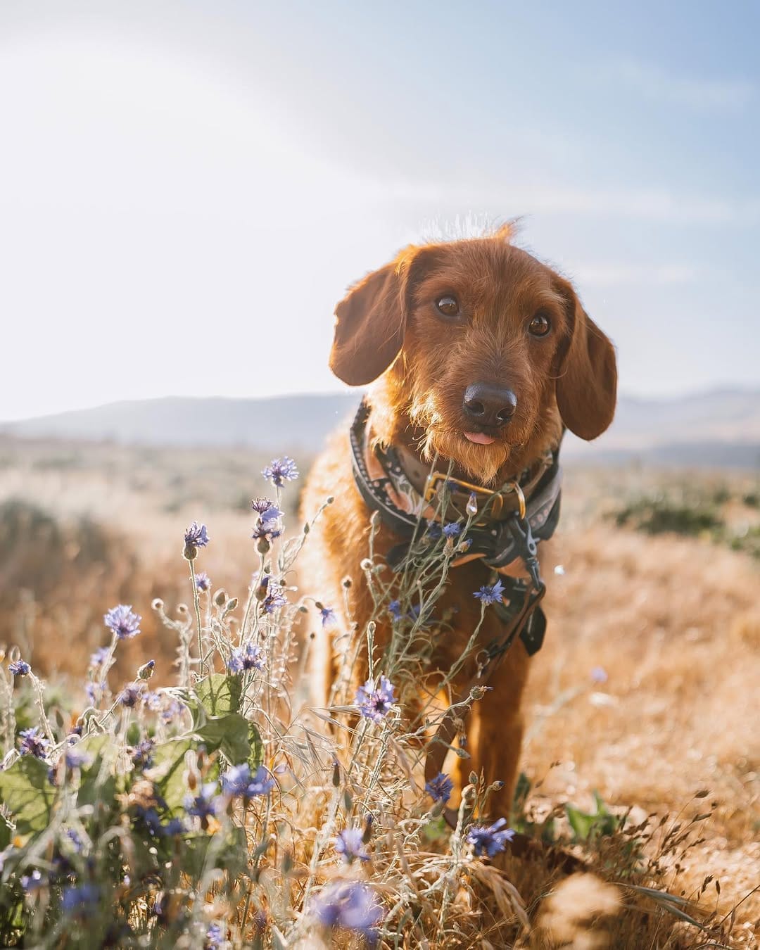 Post 7 by ᨏ  𝙘𝙡𝙚𝙤   ᨏ ∙ 🌲🍄 the small red dog on Instagram (image)