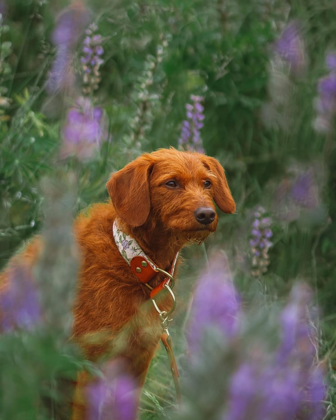 Post 8 by ᨏ  𝙘𝙡𝙚𝙤   ᨏ ∙ 🌲🍄 the small red dog on Instagram (image)