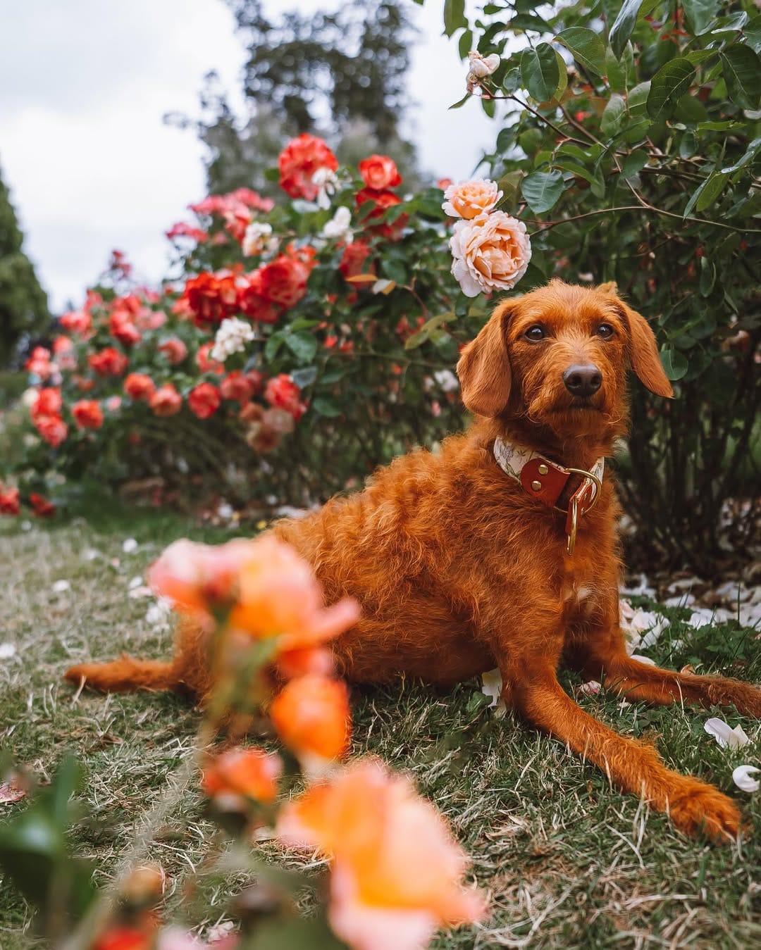 Post 10 by ᨏ  𝙘𝙡𝙚𝙤   ᨏ ∙ 🌲🍄 the small red dog on Instagram (image)