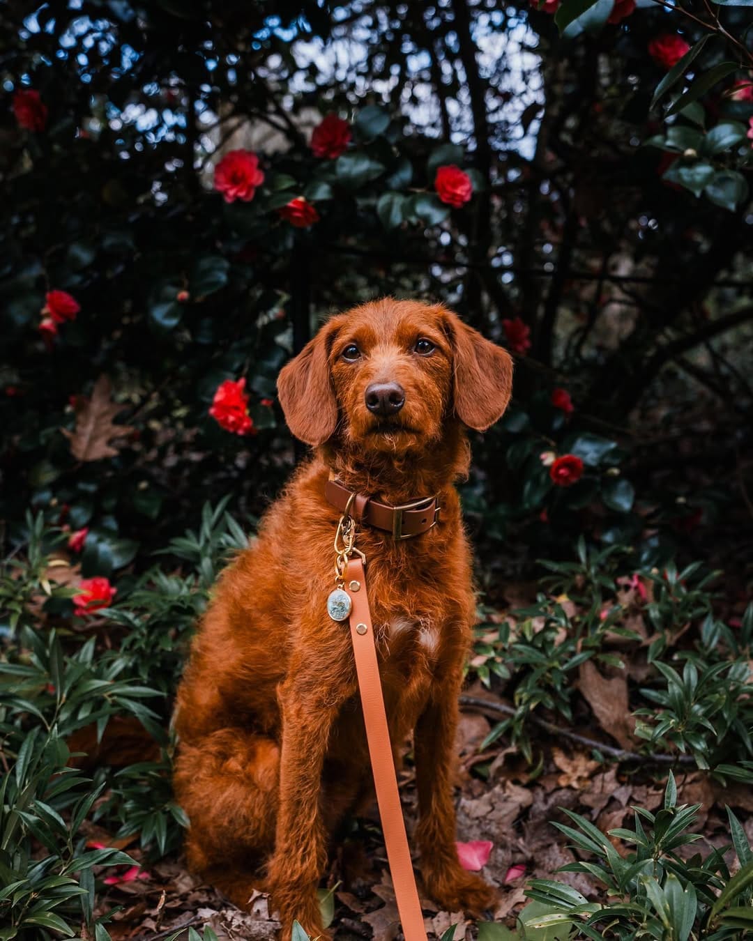 Post 2 by ᨏ  𝙘𝙡𝙚𝙤   ᨏ ∙ 🌲🍄 the small red dog on Instagram (carousel)