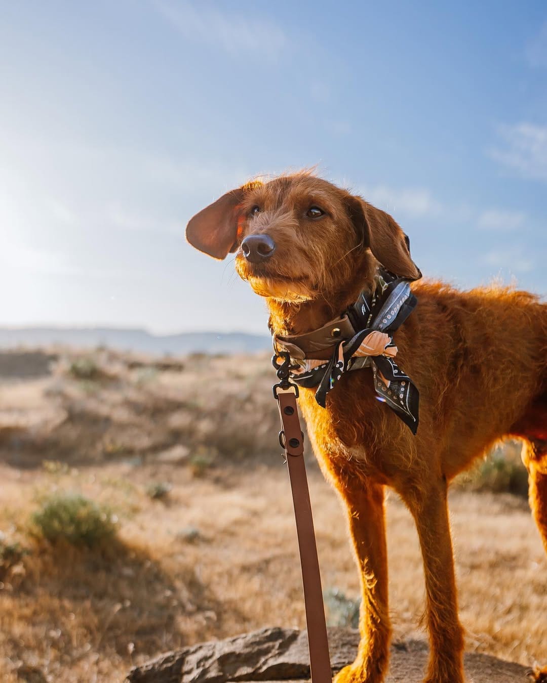 Post 9 by ᨏ  𝙘𝙡𝙚𝙤   ᨏ ∙ 🌲🍄 the small red dog on Instagram (image)