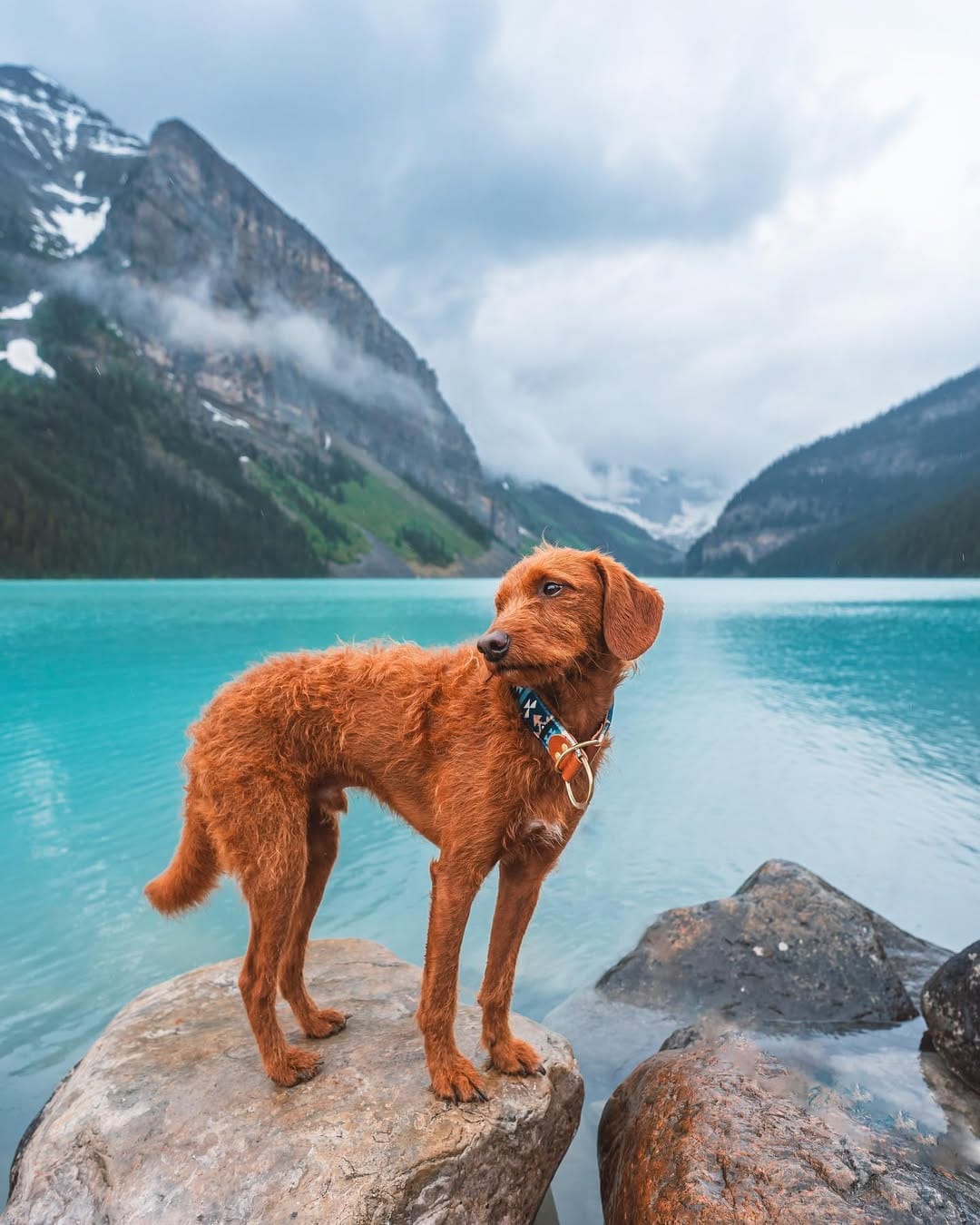 Post 3 by ᨏ  𝙘𝙡𝙚𝙤   ᨏ ∙ 🌲🍄 the small red dog on Instagram (image)