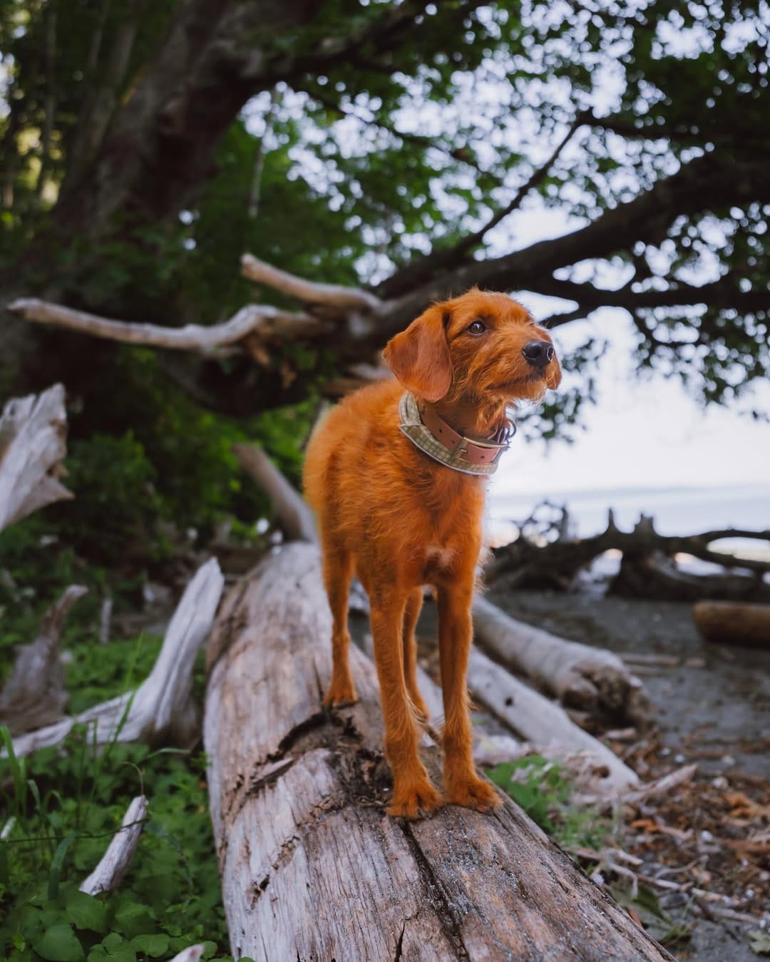 Post 4 by ᨏ  𝙘𝙡𝙚𝙤   ᨏ ∙ 🌲🍄 the small red dog on Instagram (image)