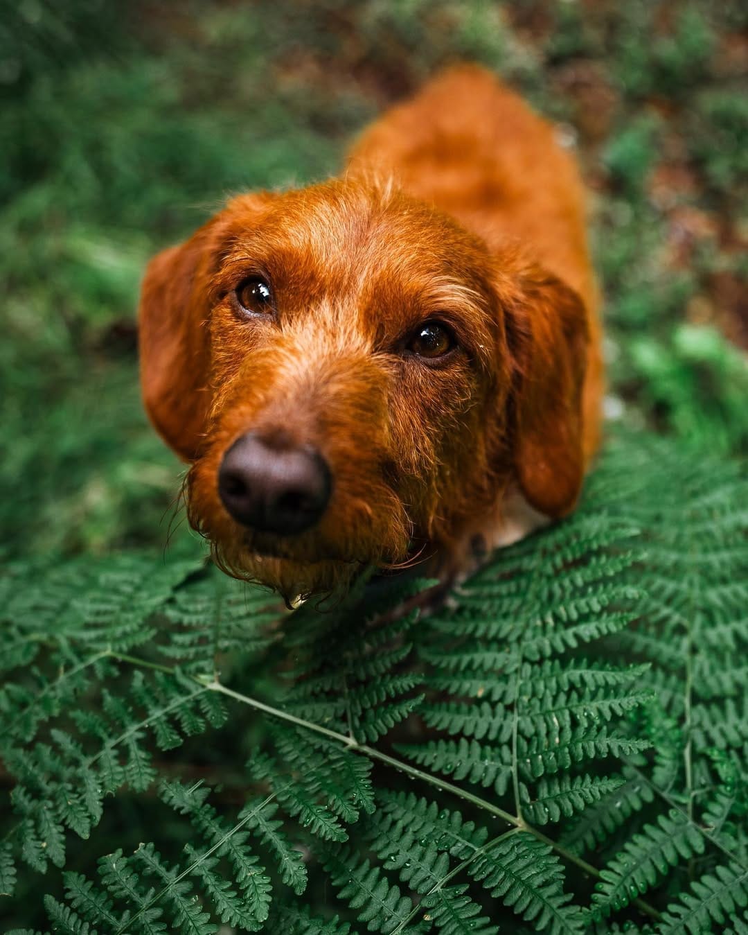 Post 6 by ᨏ  𝙘𝙡𝙚𝙤   ᨏ ∙ 🌲🍄 the small red dog on Instagram (image)