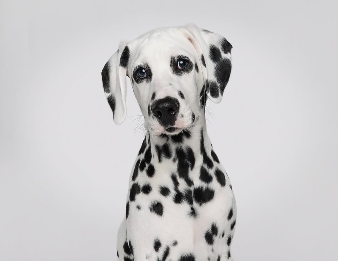 Post 1 by Squeaky Dog Studios on Instagram (carousel)