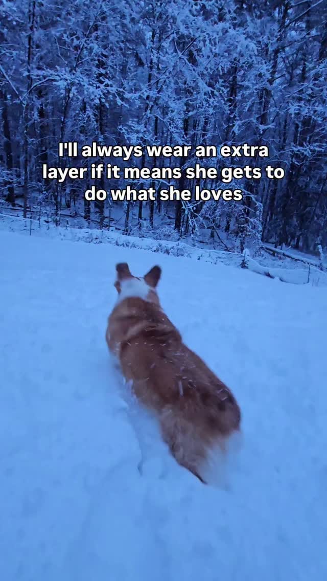 Post 3 by Leia & Brit | Dog-Friendly Travel & Lifestyle on Instagram (video)