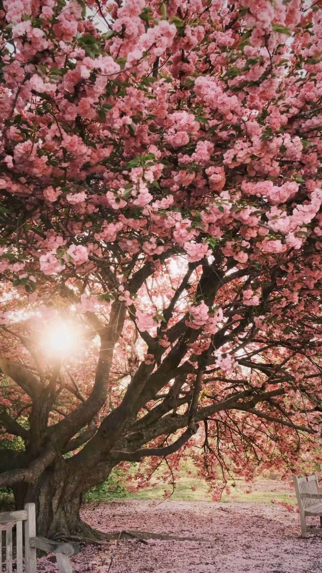 Post 5 by Jade De Guzman • Virginia on Instagram (video)
