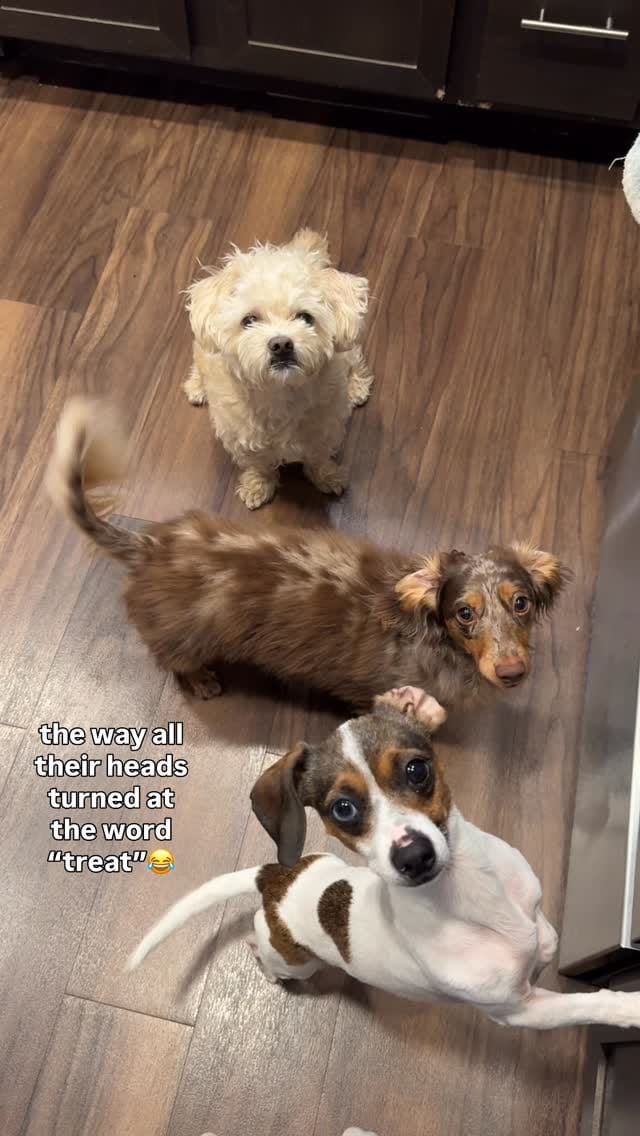 Post 1 by Christine Park & Ollie🐶 on Instagram (video)